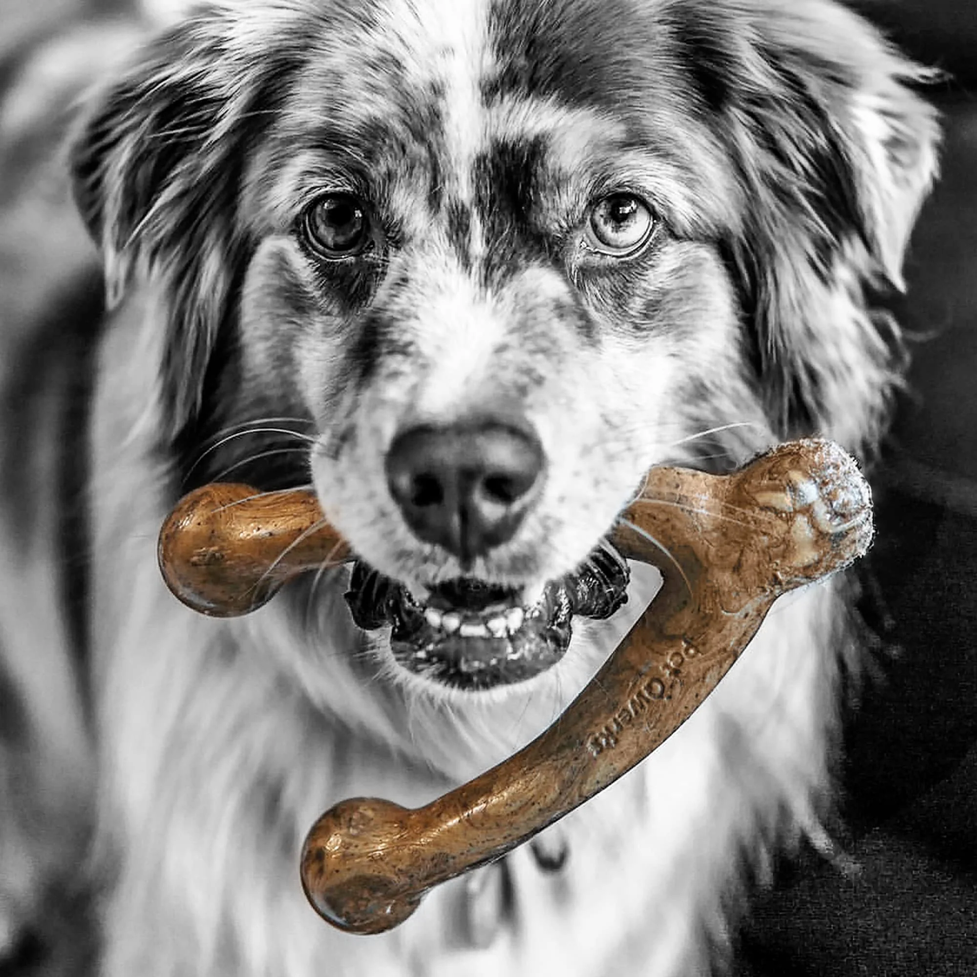 Pet Qwerks Wishbone BarkBone - Nylon Chew Toy for Aggressive Chewers - Bacon Flavor - 8.25" - Image 7