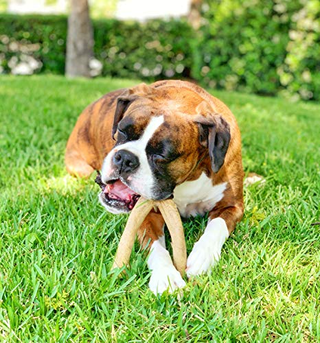 Pet Qwerks Wishbone BarkBone - Nylon Chew Toy for Aggressive Chewers - Peanut Butter Flavor - 6.75" - Image 3