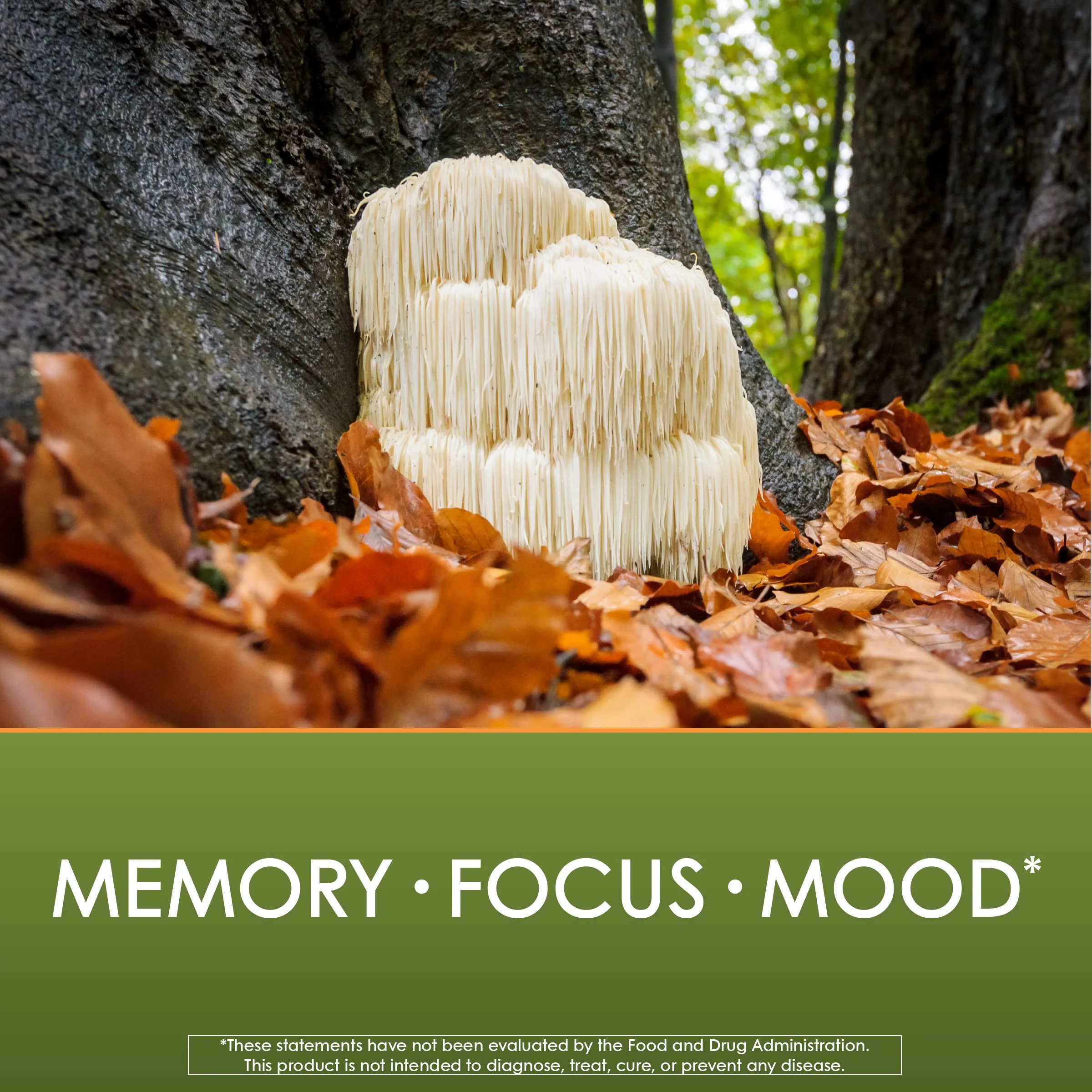 Planetary Herbals Lion's Mane, for Memory, Focus, and Mood*, 1,000 mg - 60 Vegan Capsules - Image 6