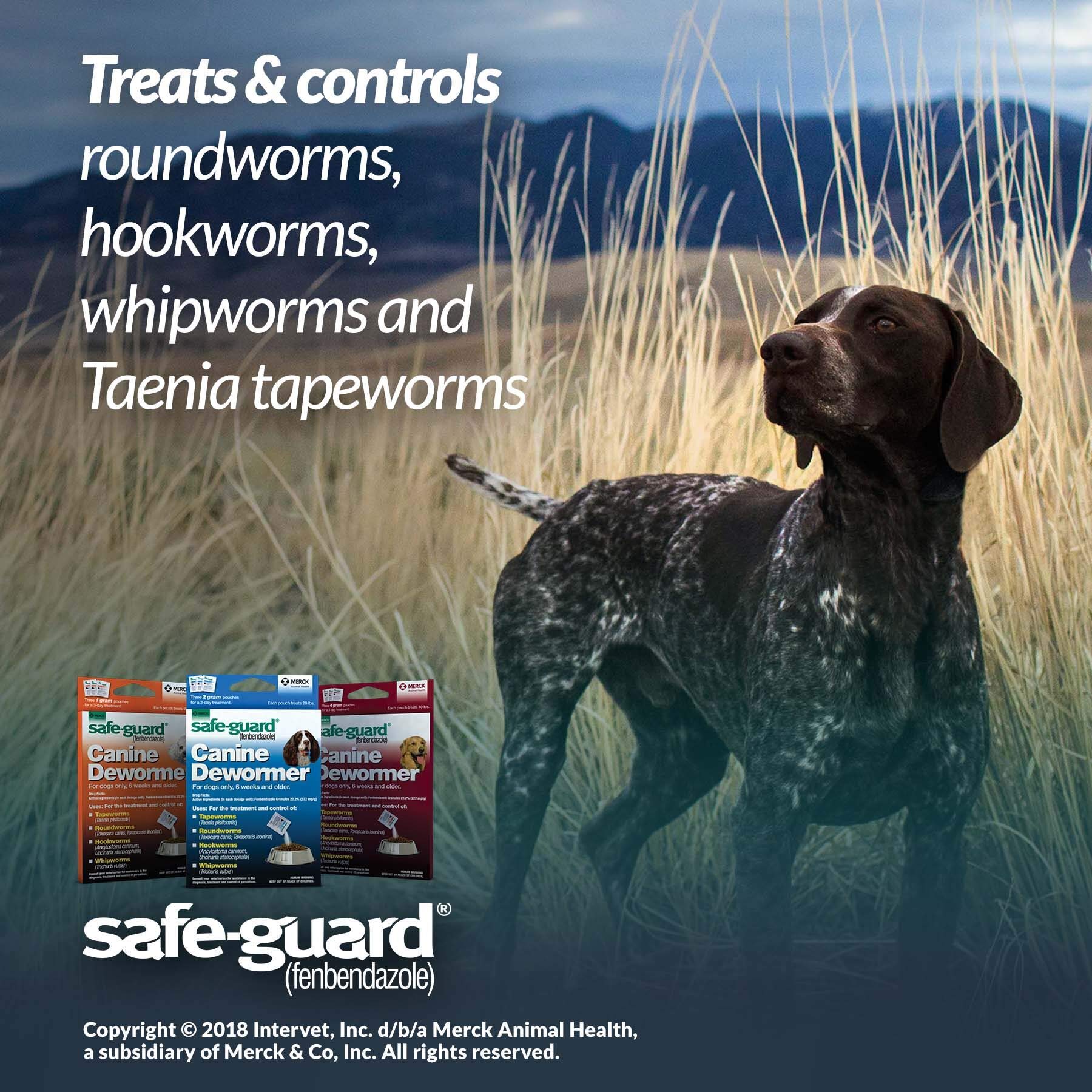SAFE-GUARD (fenbendazole) Canine Dewormer for Dogs, 2gm pouch (ea. pouch treats 20lbs.), Blue, 0.07 Ounce (Pack of 3) (033576/001-033576) - Image 6