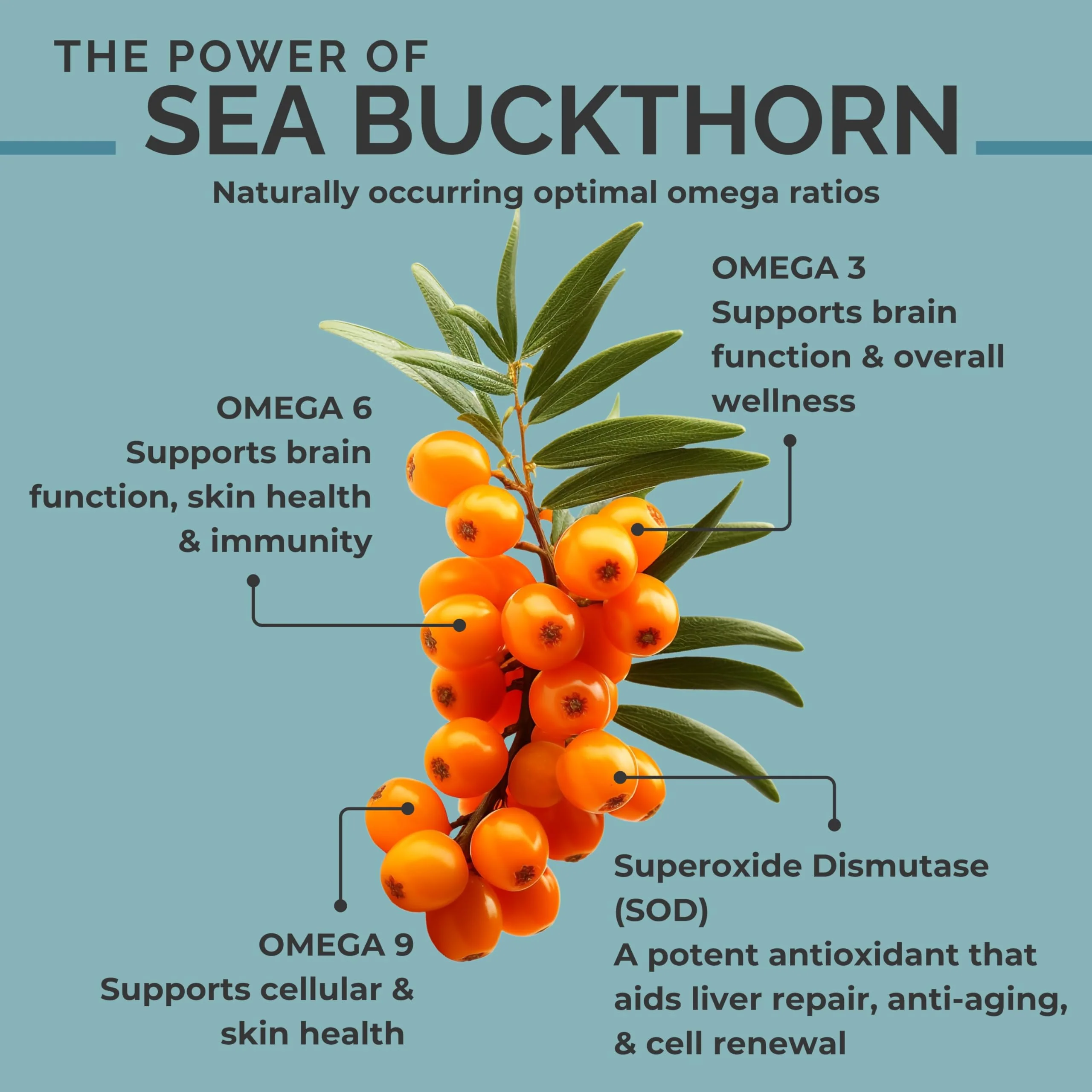 SEABUCKWONDERS Organic Sea Buckthorn Seed Oil, 0.45 Fl Oz, 13 Servings, with Omega 3, 6 & 9, Can Be Used Topically & Orally, Supports Hair, Skin & Nail Health - Image 3