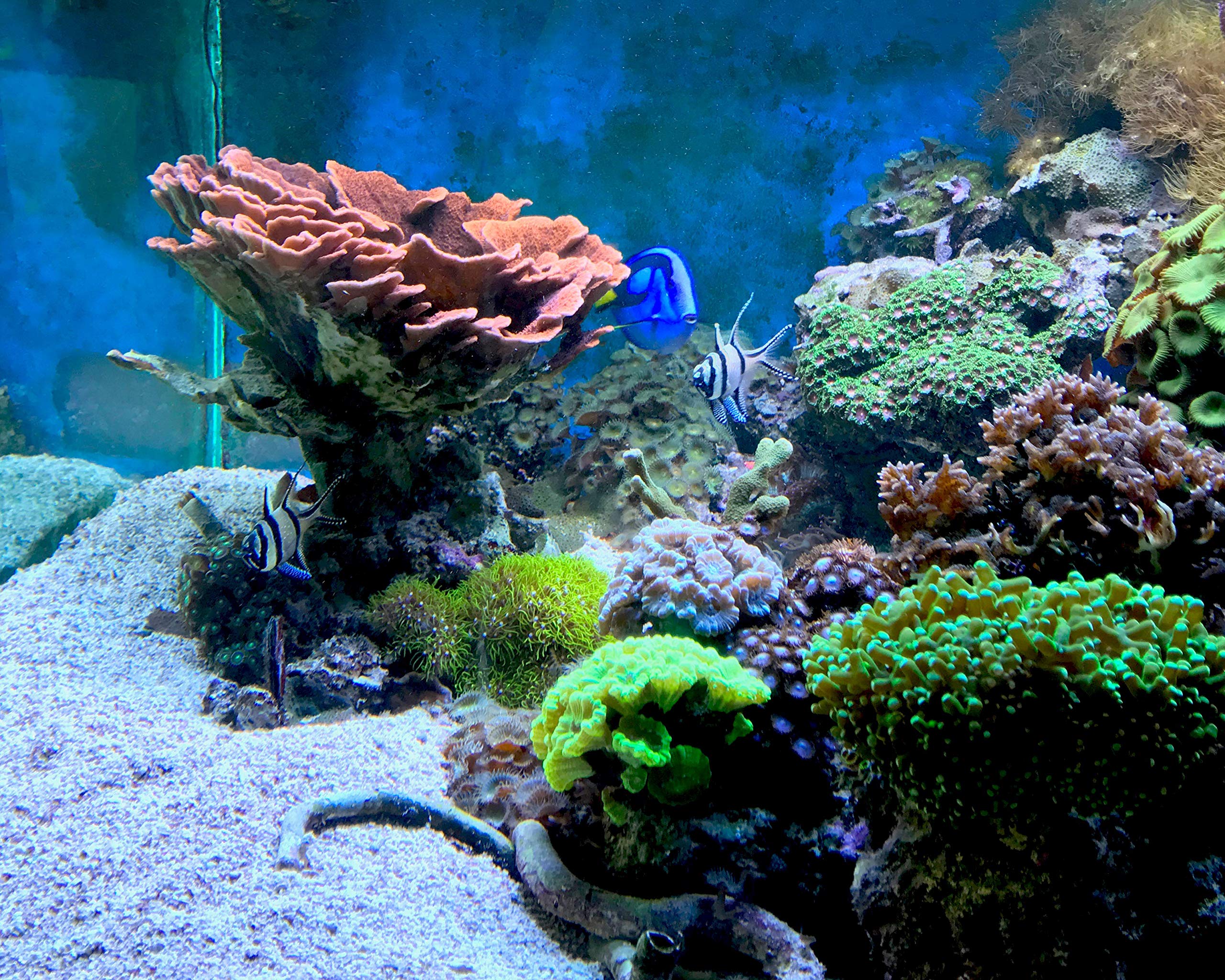 Seachem Cuprisorb 250ml - Image 3