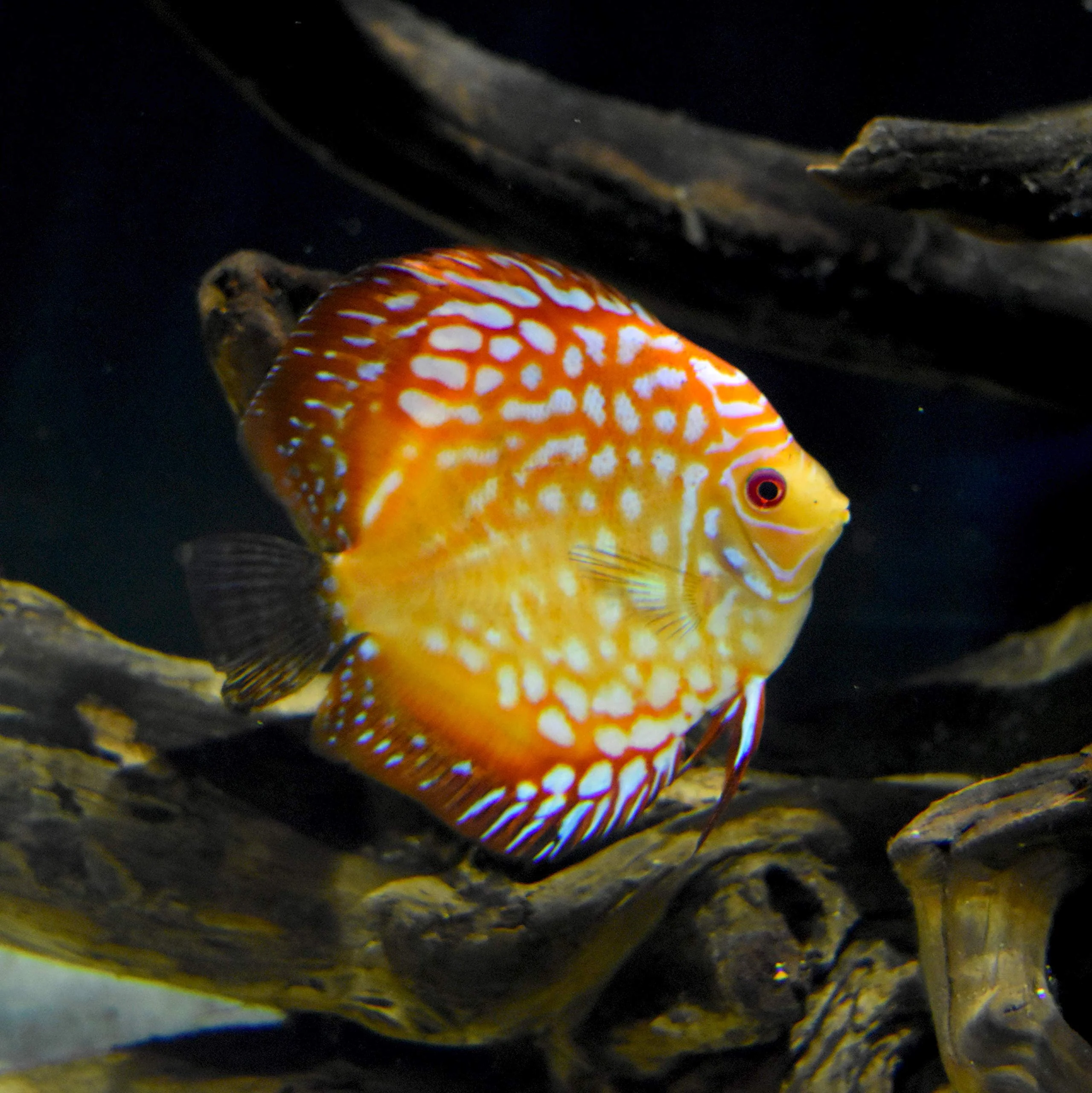 Seachem Discus Buffer 500gram,white. Adjusts pH to 5.8-6.8 - Image 3