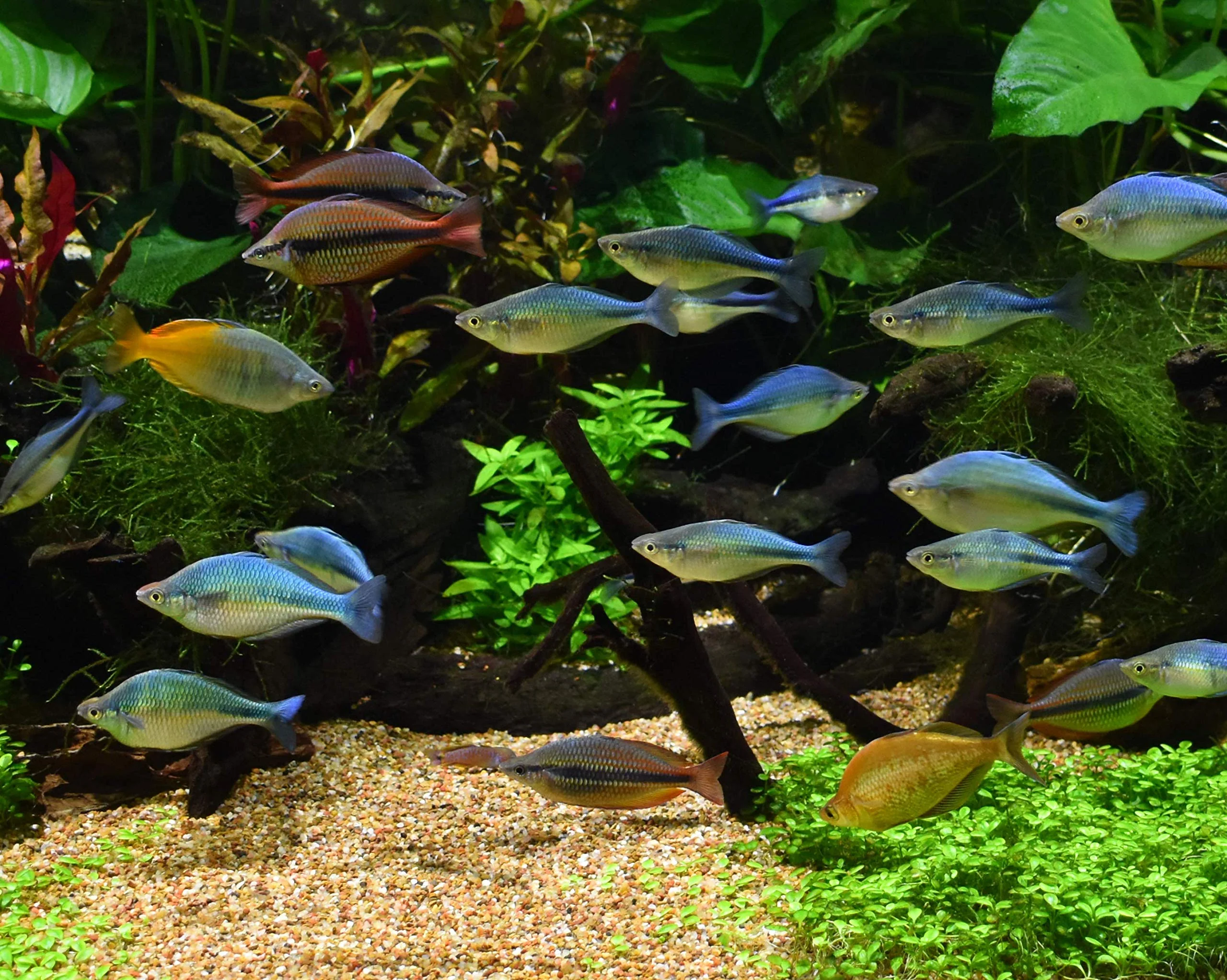 Seachem Equilibrium 300gram - Image 3