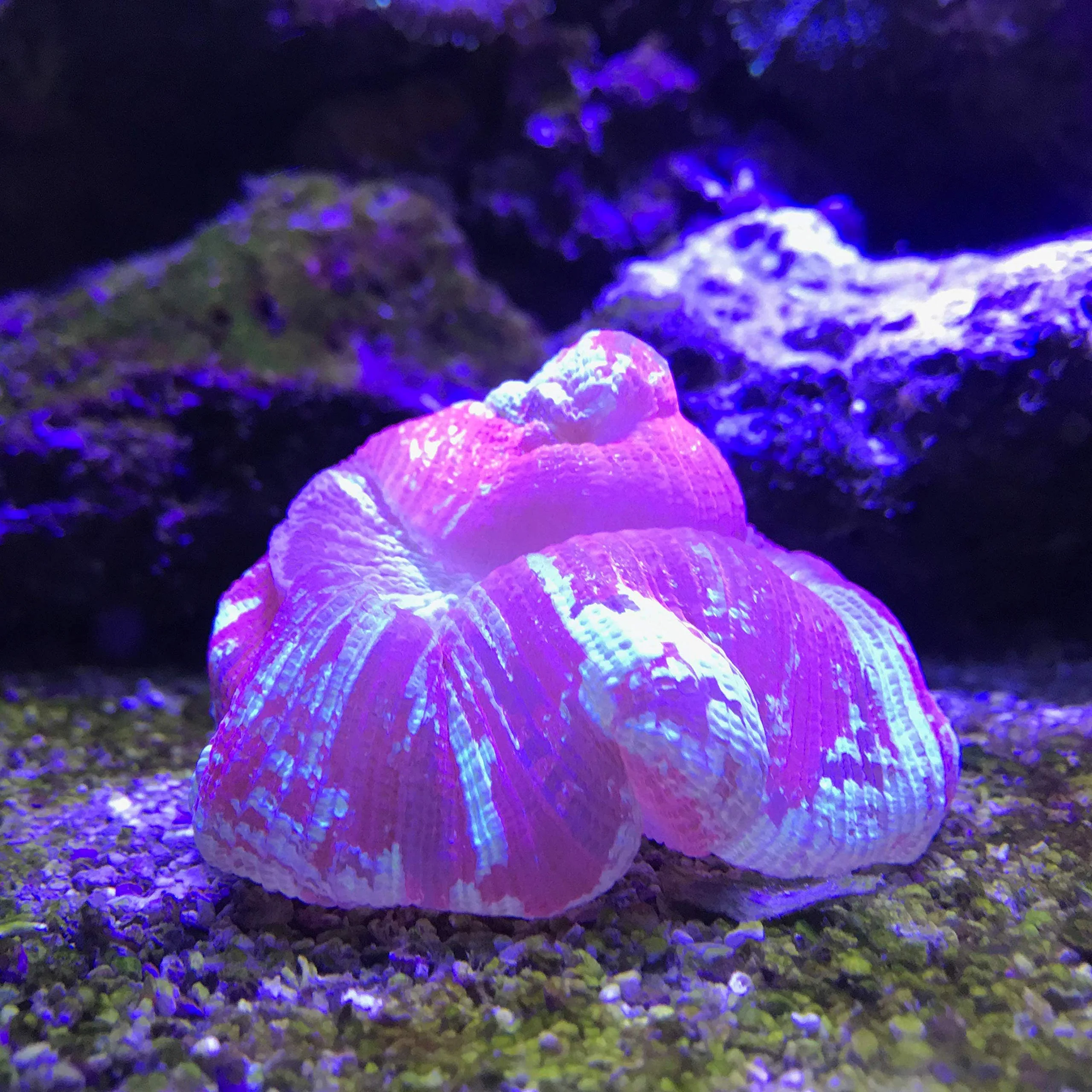 Seachem Reef Buffer 250gram - Image 2