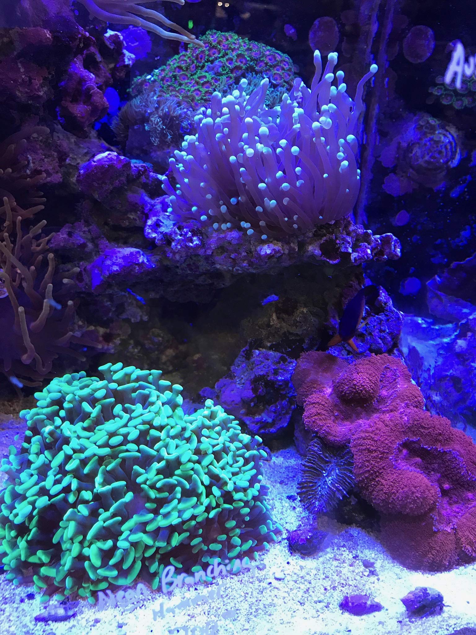 Seachem Reef Builder 300gram - Image 3