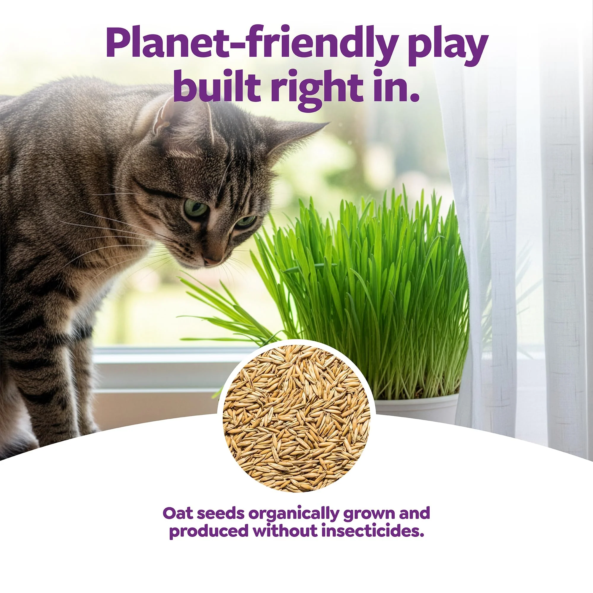 SmartyKat Sweet Greens Organic Oat Grass All-in-One Cat Grass Grow Kit, Easy-to-Grow to Support Digestion & Hairball Reduction - Image 5