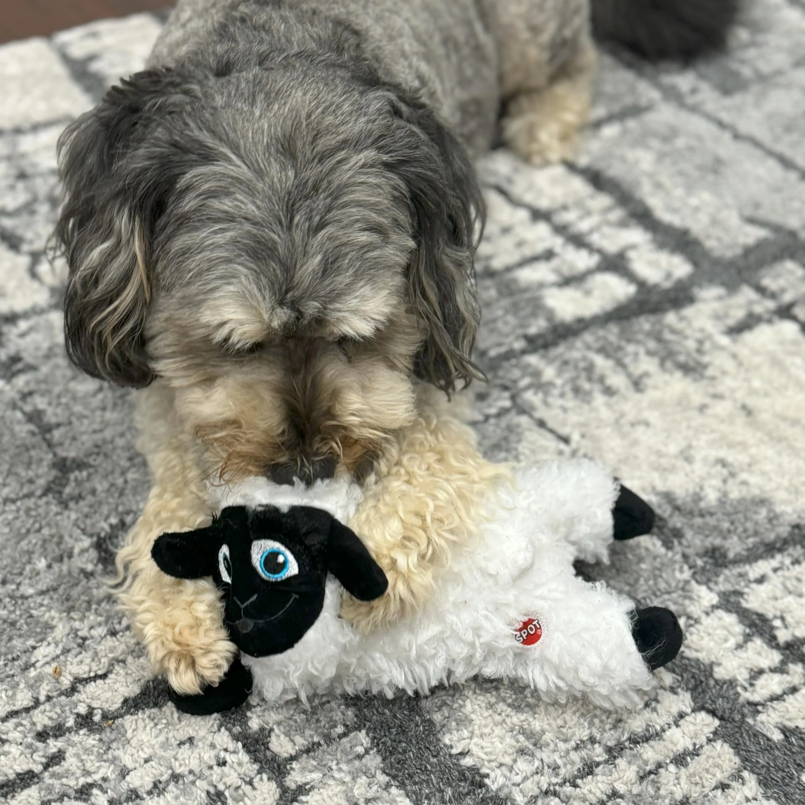 SPOT Baa Baa Black Sheep Plush Dog Toy - Cute and Cuddly Fleece Toy with Squeaker for Small to Medium Dogs and Puppies, 11in Black and White Lamb - Image 3