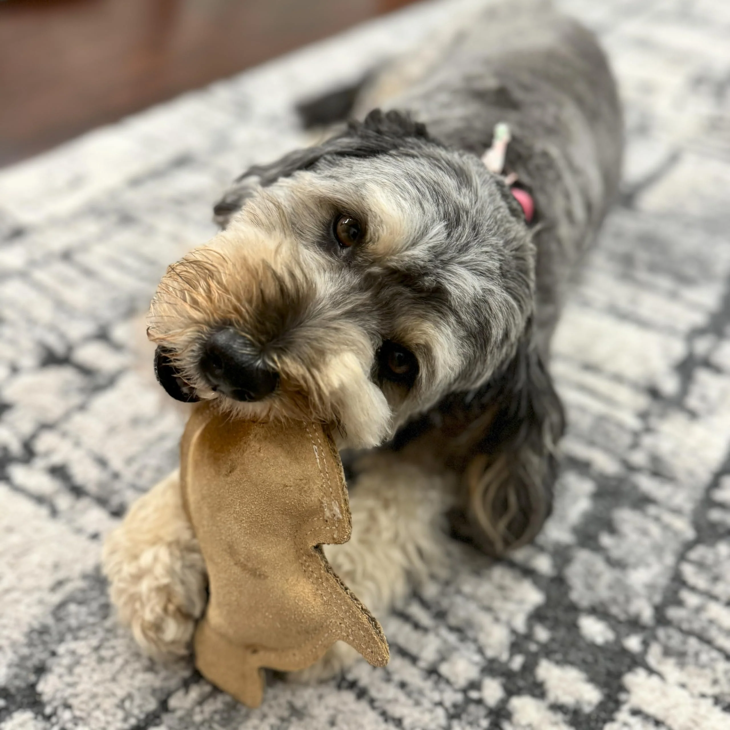 SPOT Dura-Fused Leather Rabbit Dog Toy – Durable Real Leather & Jute Chew Toy with Squeaker, Double-Stitched for Moderate Chewers, Small & Medium Dogs, 7.5in - Image 5