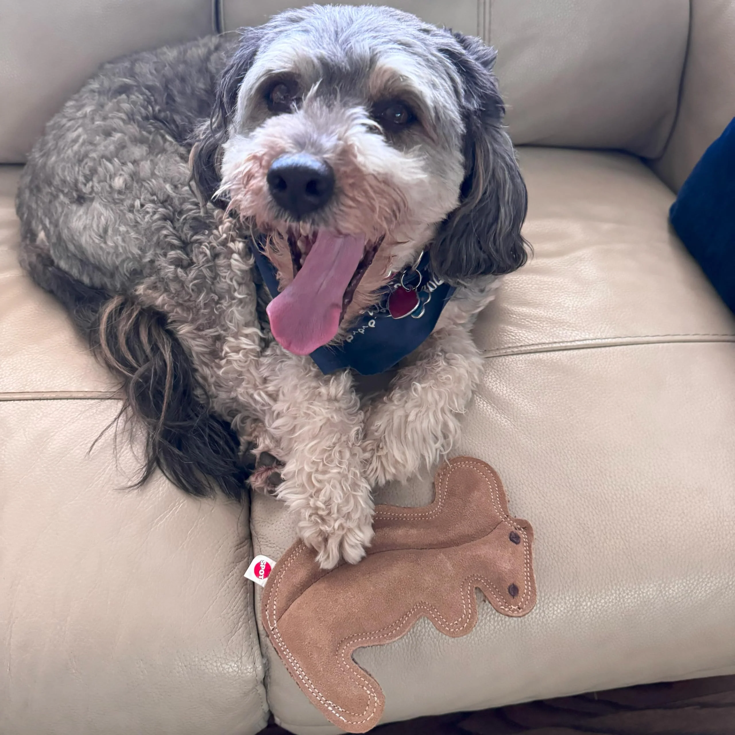SPOT Dura-Fused Leather Squirrel Dog Toy – Real Leather & Jute Fabric, Double-Stitched & Durable, Soft Stuffed Squeaky Interactive Chew Toy for Moderate Chewers, Small & Medium Dogs, 8in - Image 10