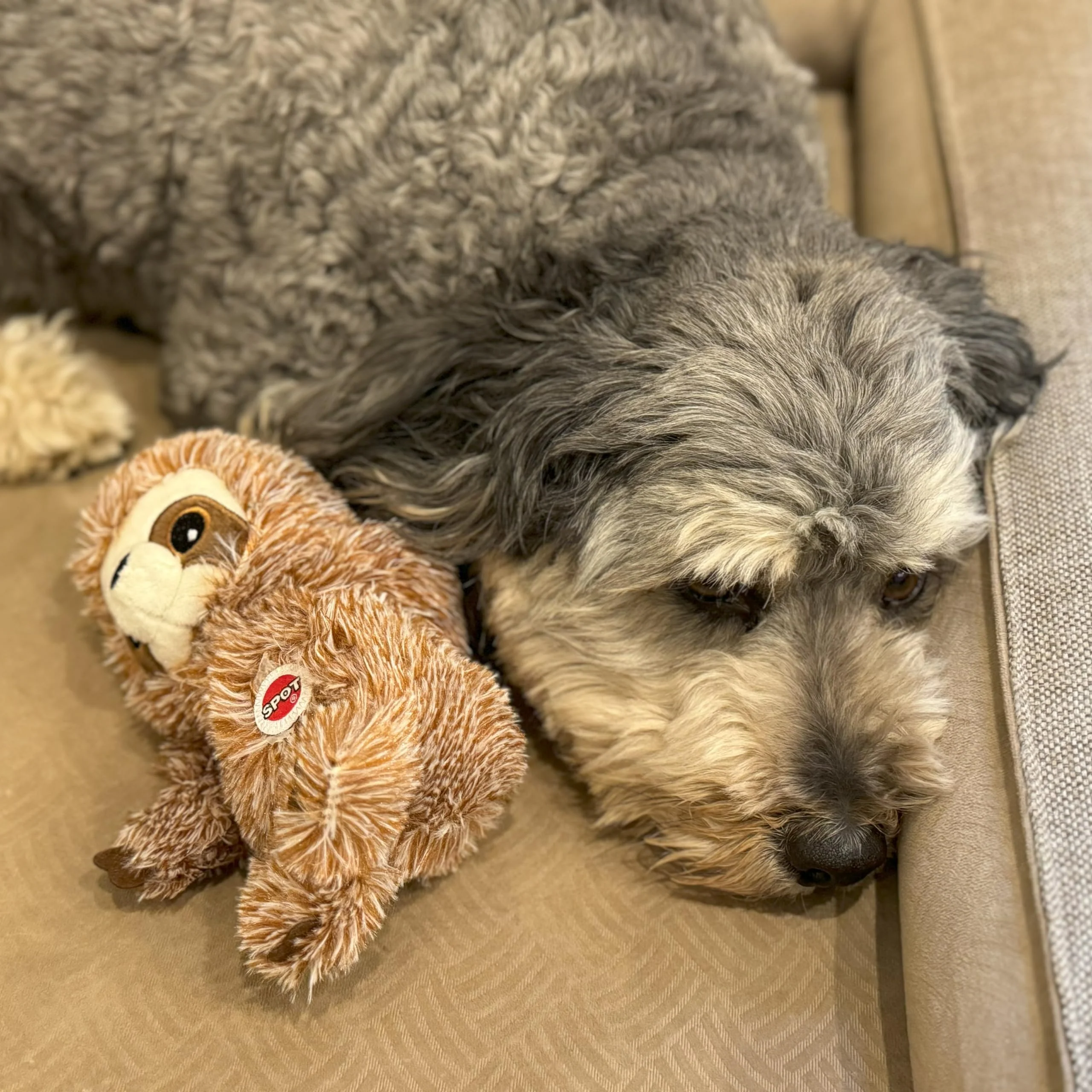 SPOT Fun Sloth Dog Toy - Soft, Stuffed, Squeaky, Plush Fabric Toy for Mini and Small Dogs and Puppies, Enrichment for Light Chewers and Cuddlers, 7in - Image 3