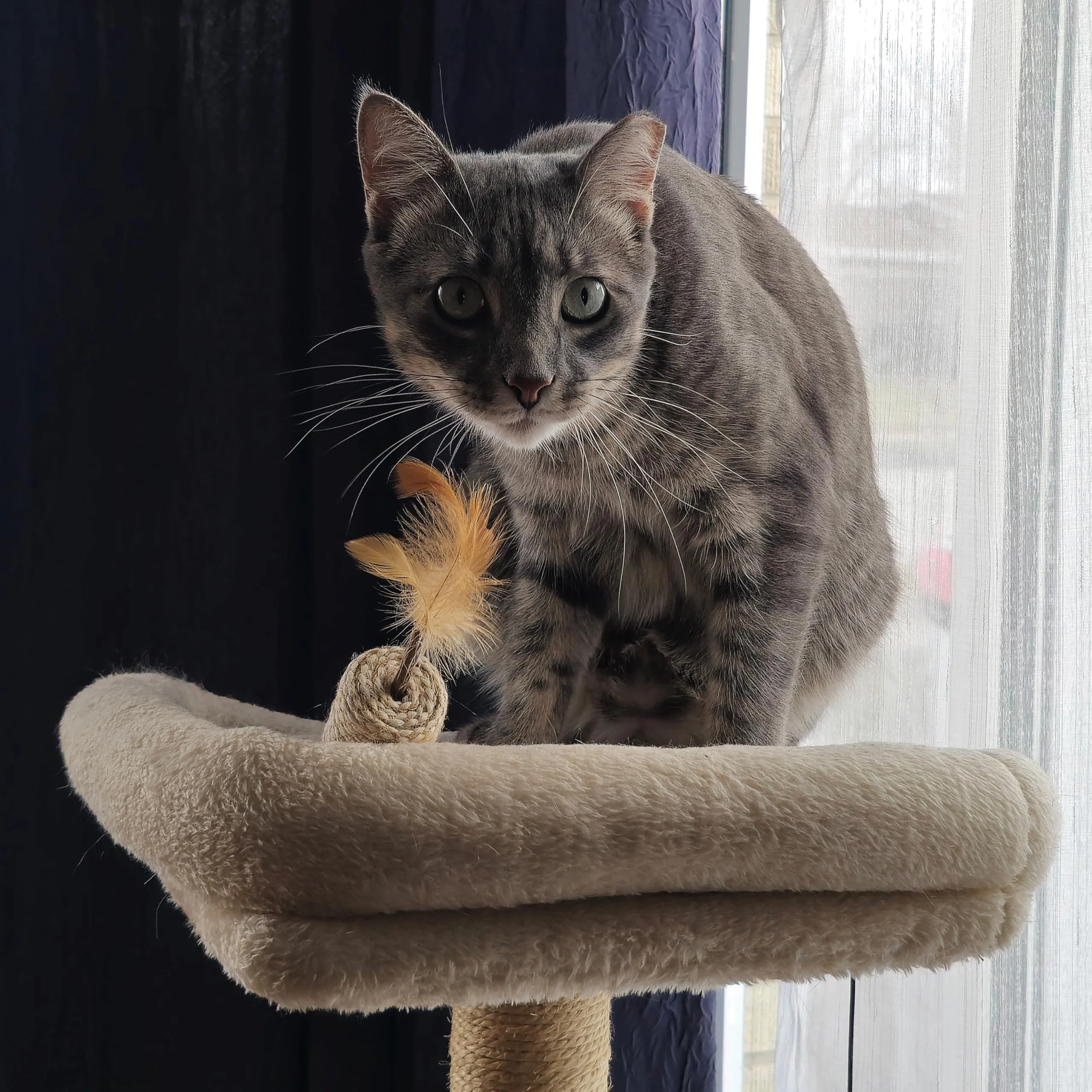 SPOT Naturals Silver Vine Cat Toy – Natural Interactive Enrichment for Cats, Stimulates Play and Reduces Stress, Durable and Safe, Perfect for Indoor Cats and Kittens, Assorted Styles, 1 Piece - Image 10