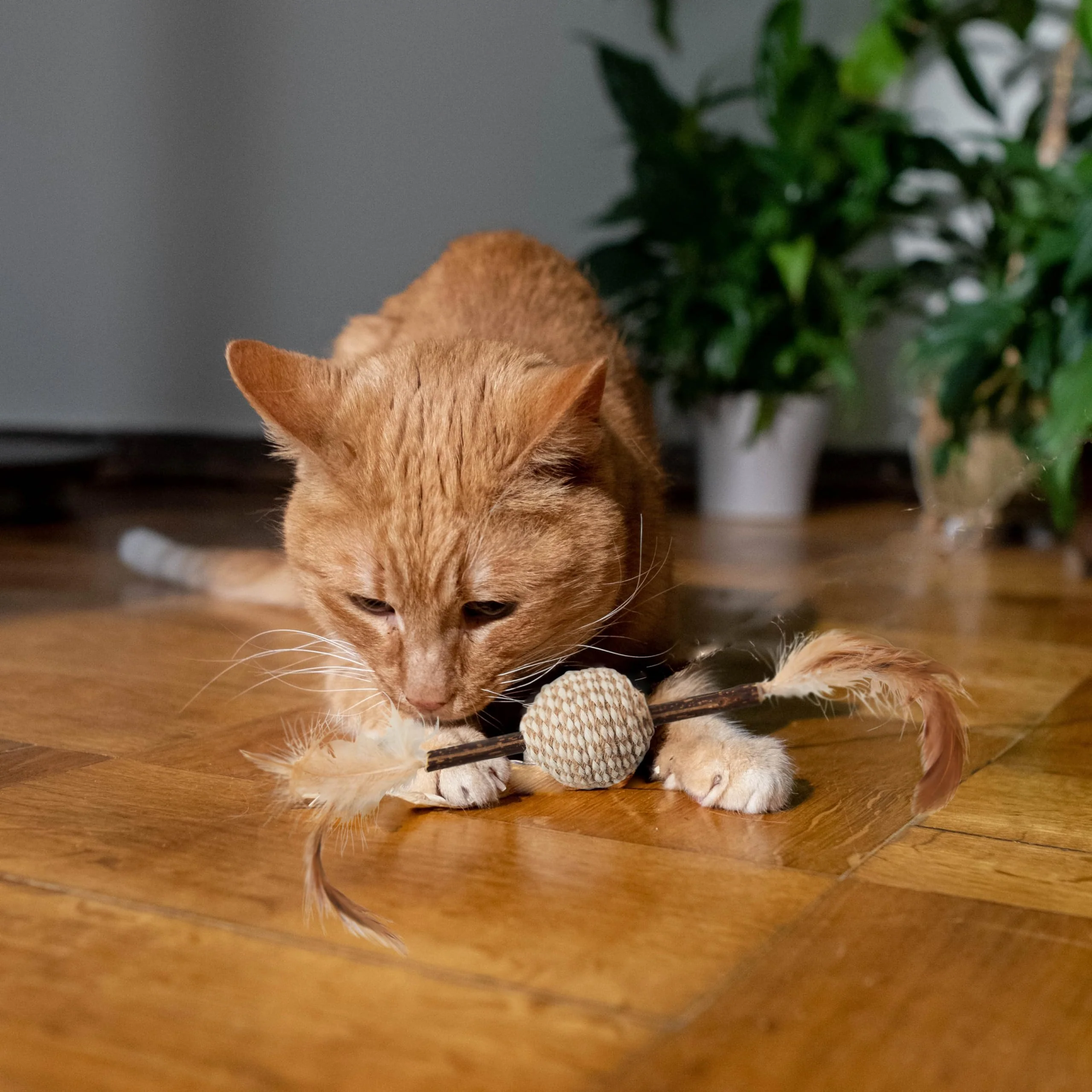 SPOT Naturals Silver Vine Cat Toy – Natural Interactive Enrichment for Cats, Stimulates Play and Reduces Stress, Durable and Safe, Perfect for Indoor Cats and Kittens, Assorted Styles, 1 Piece - Image 11