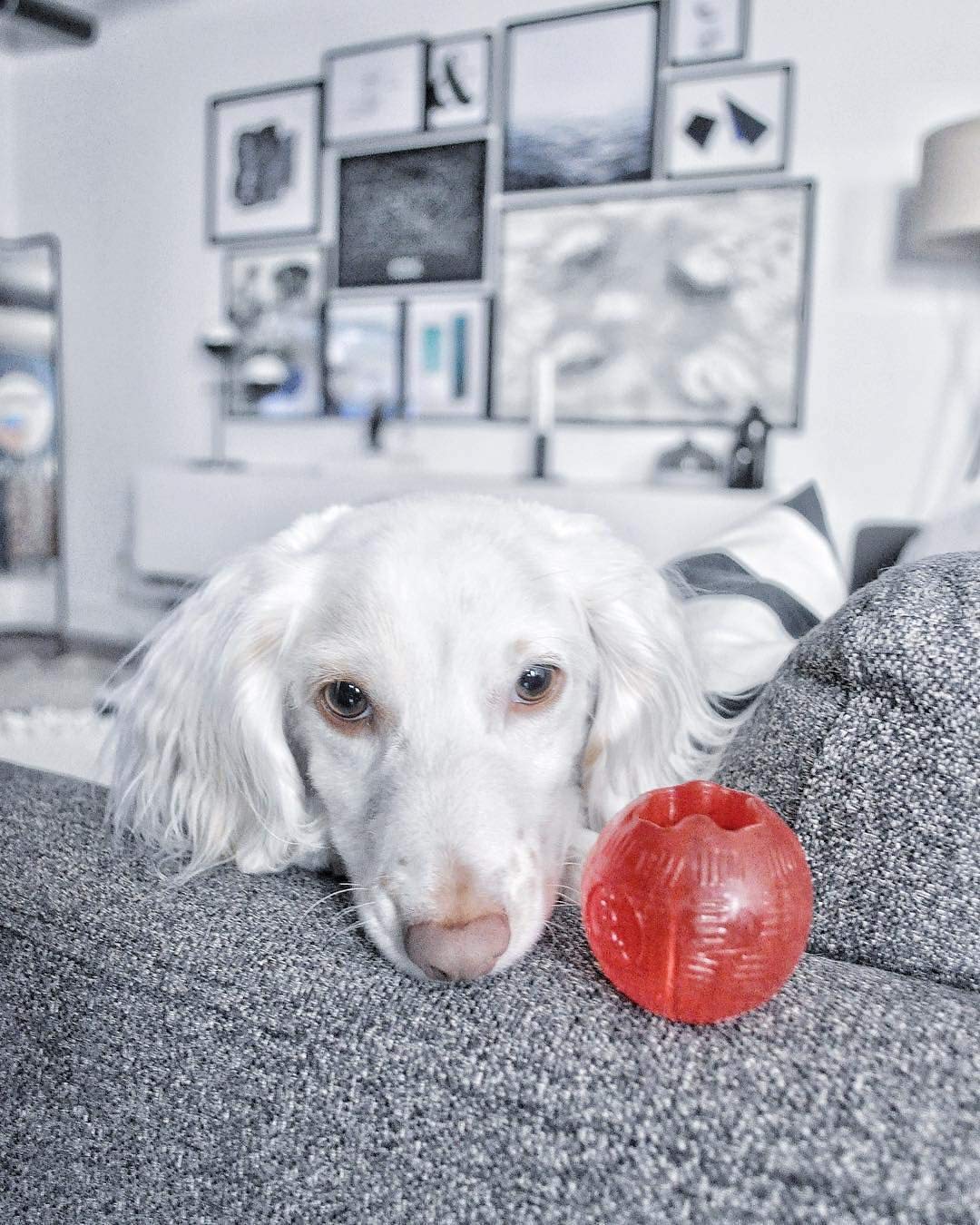 SPOT Play Strong Ball - Durable TPR Ball, Long Lasting Dog Toy for Aggressive Chewers, Hollow Center to Hide Treats, Virtually Indestructible Dog Toy for Dogs & Puppies up to 60lbs - 3.25 inch - Image 4