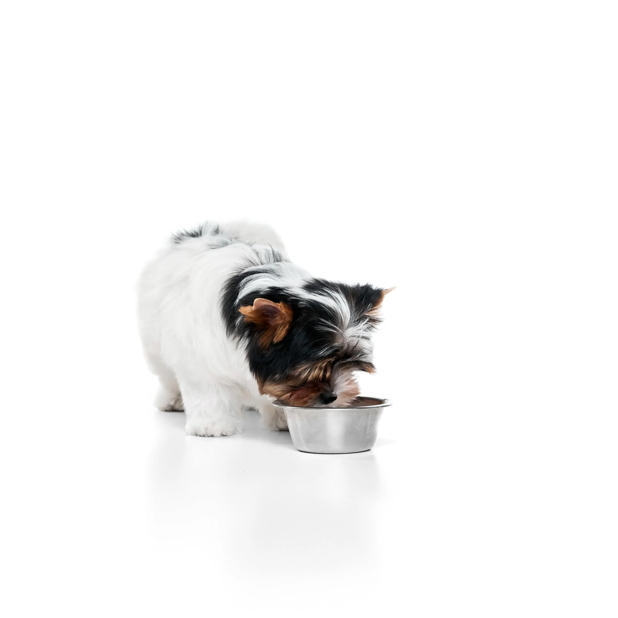 SPOT Stainless Steel Mirror Finish Bowl, Durable Chew-Proof Food/Water Dish for Mini Dogs, Small Dogs, and Puppies, 2 Cups (16 oz) Capacity - Image 8