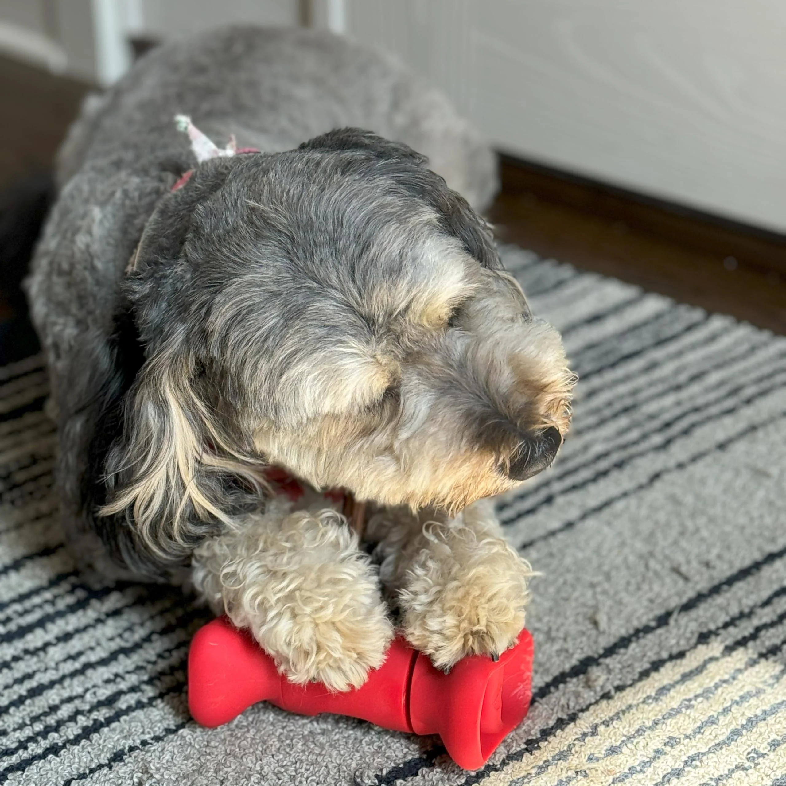 SPOT Treat Holder- Safety Device Bully Stick Holder & Yak Cheese Holder for Medium and Large Dogs, to Help Prevent Choking, 6in - Image 3