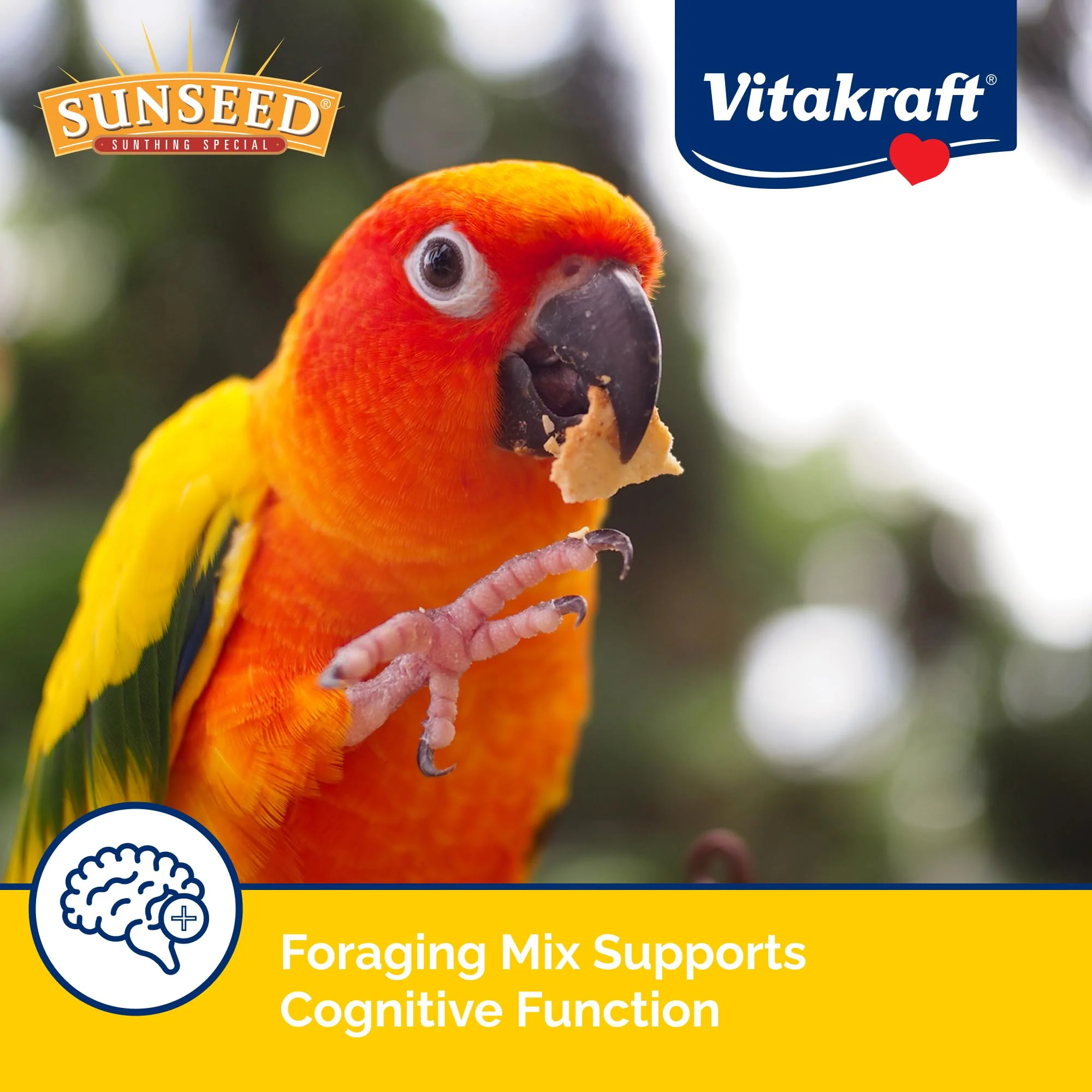 Sunseed Vita Prima Conure Food – Nutrient-Rich Blend with Fruits, Vegetables & Seeds Supports Healthy Feathers, Eyes & Active Energy – 3 lb Bag - Image 6