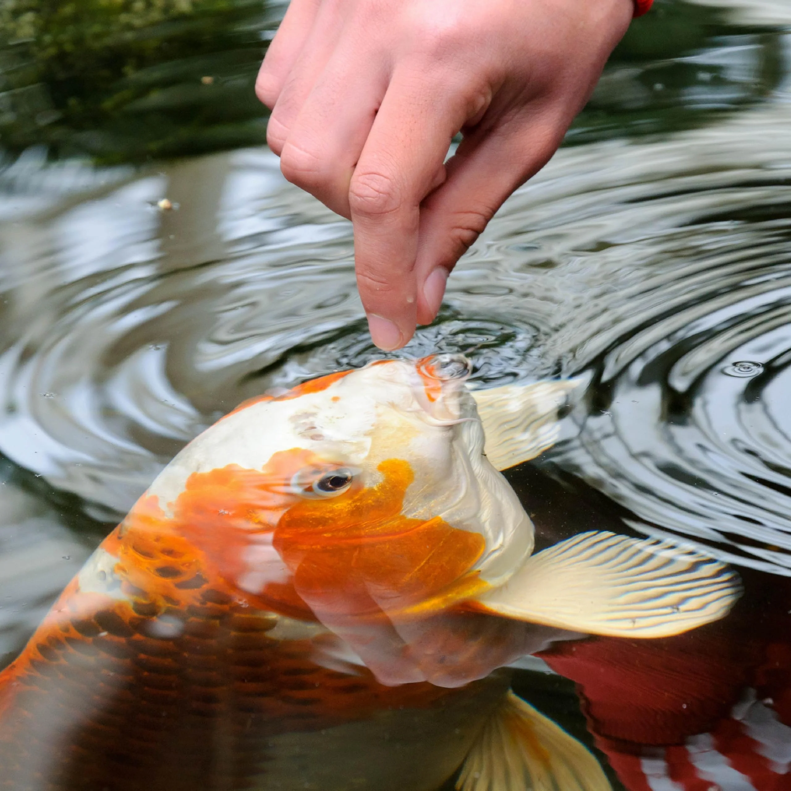 TetraPond Spring And Fall Diet 3.08 Pounds, Pond Fish Food, For Goldfish And Koi, 7 L - Image 9