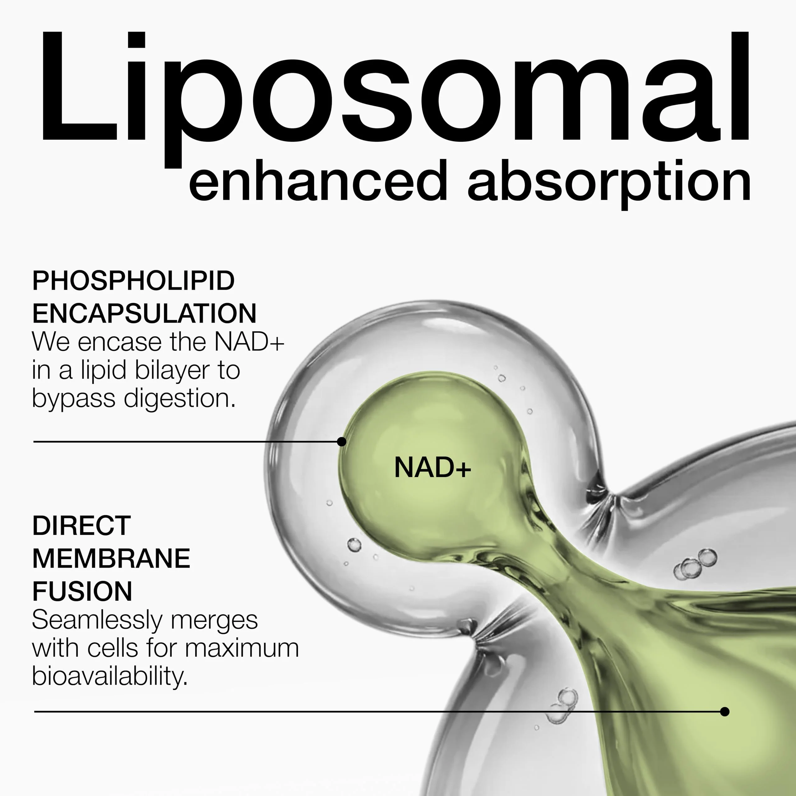 Toniiq Liposomal NAD+ and Resveratrol Supplement - 1500mg Ultra High Strength NAD Supplement - Clinically Studied Ingredients with Patented RiaGev-WS™, Resveratrol, and Niacin - 60 Capsules - Image 9