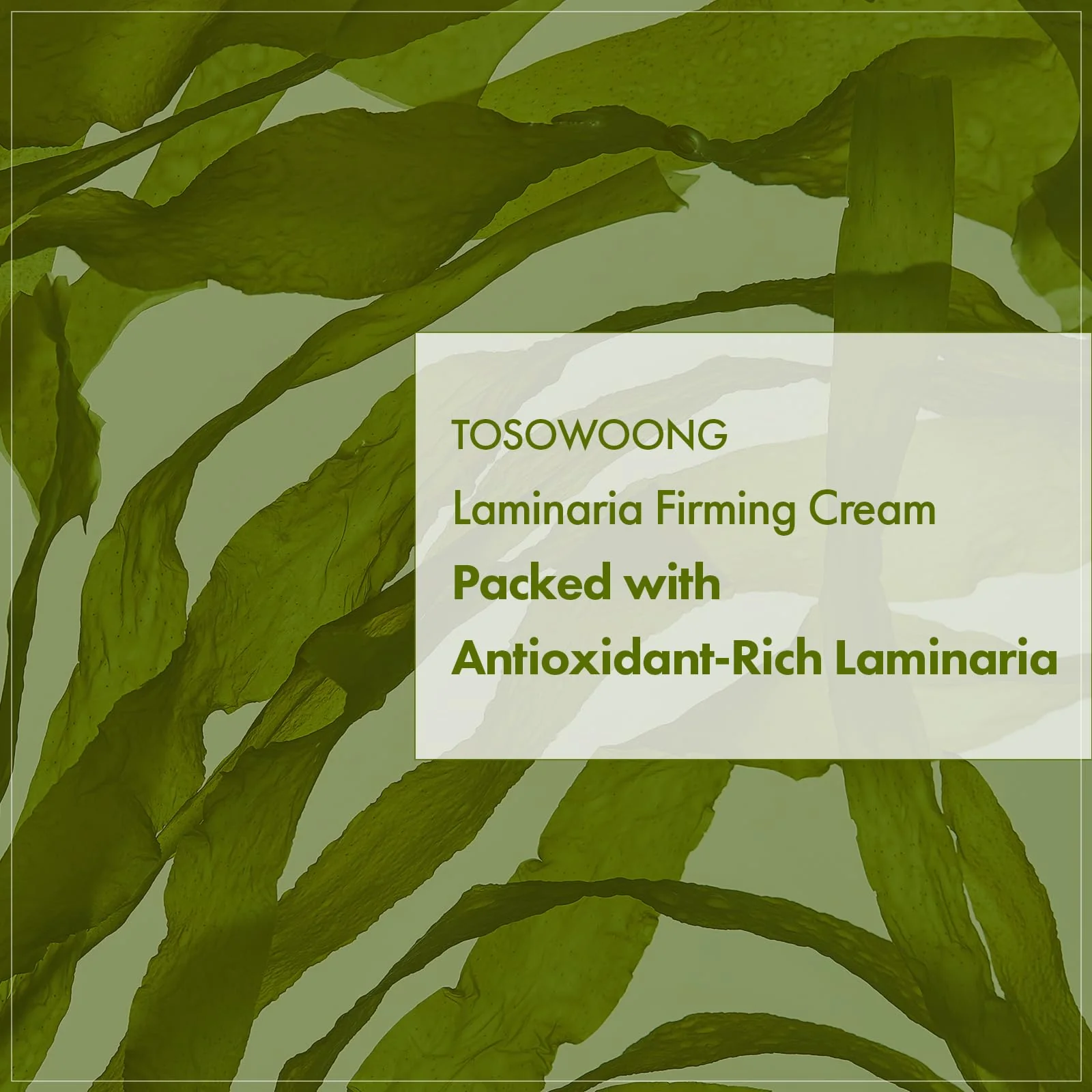 TOSOWOONG Laminaria Firming Cream with Niacinamide, Fights Wrinkles & Evens Tone, Firming Anti-Wrinkle Face & Neck Cream, Glycerin & Adenosine, 50g, 1.76 oz. - Image 4