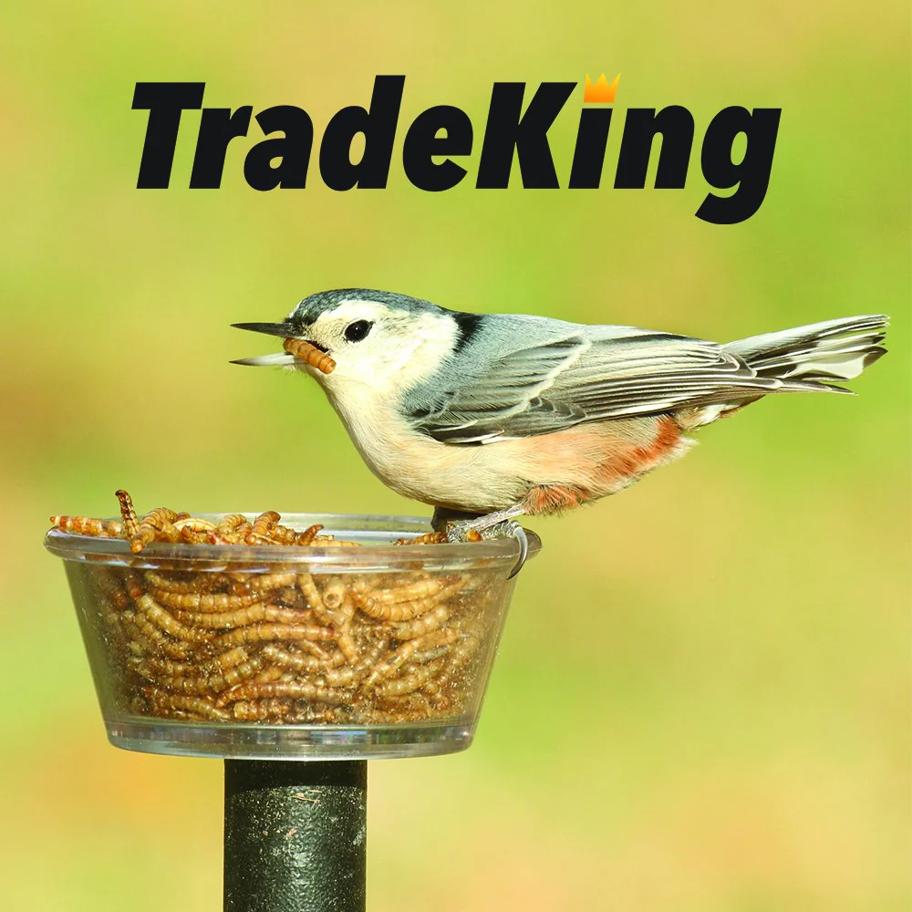 TradeKing 1 lb Dried Mealworms - High Protein Treat for Wild Birds, Chicken, Fish & Reptiles - Image 6