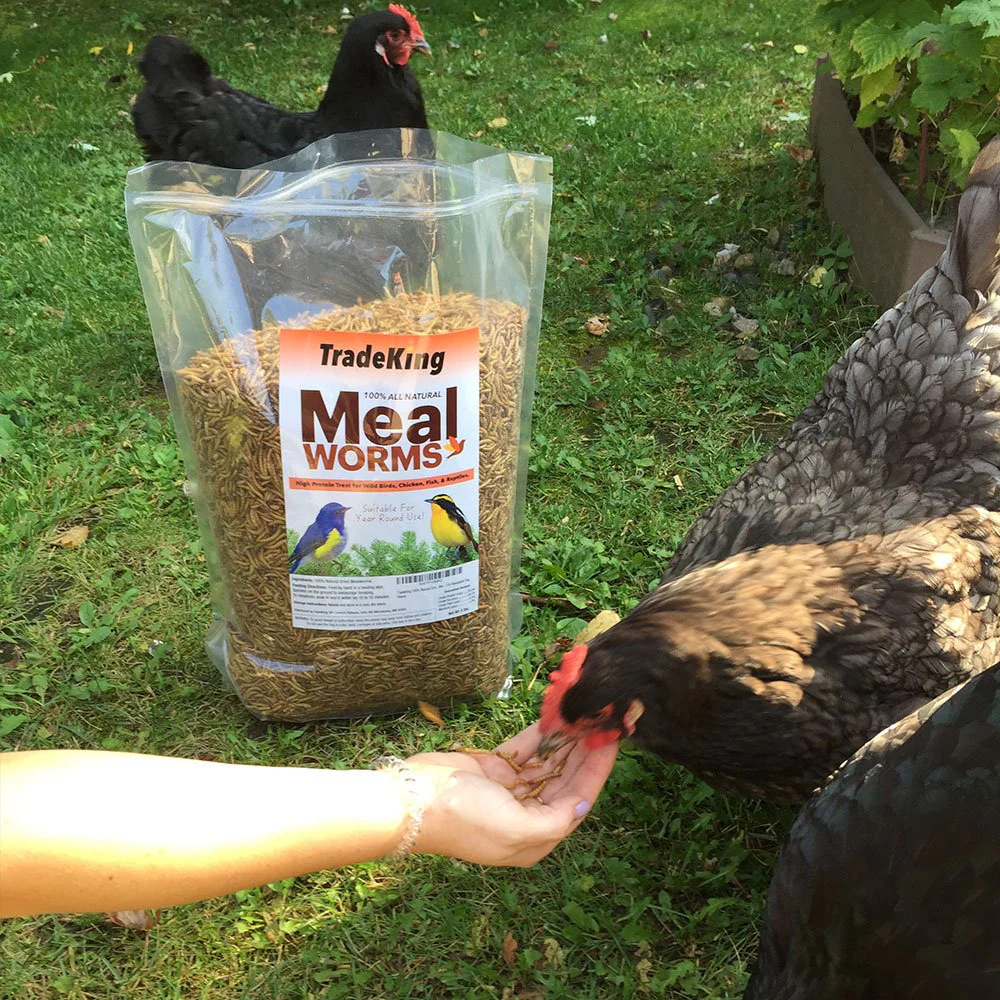 TradeKing 5 lb Dried Mealworms - High Protein Treat for Wild Birds, Chicken, Fish & Reptiles - Image 2