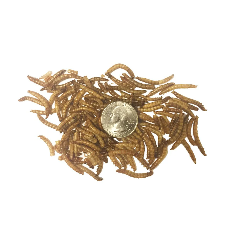 TradeKing 5 lb Dried Mealworms - High Protein Treat for Wild Birds, Chicken, Fish & Reptiles - Image 4