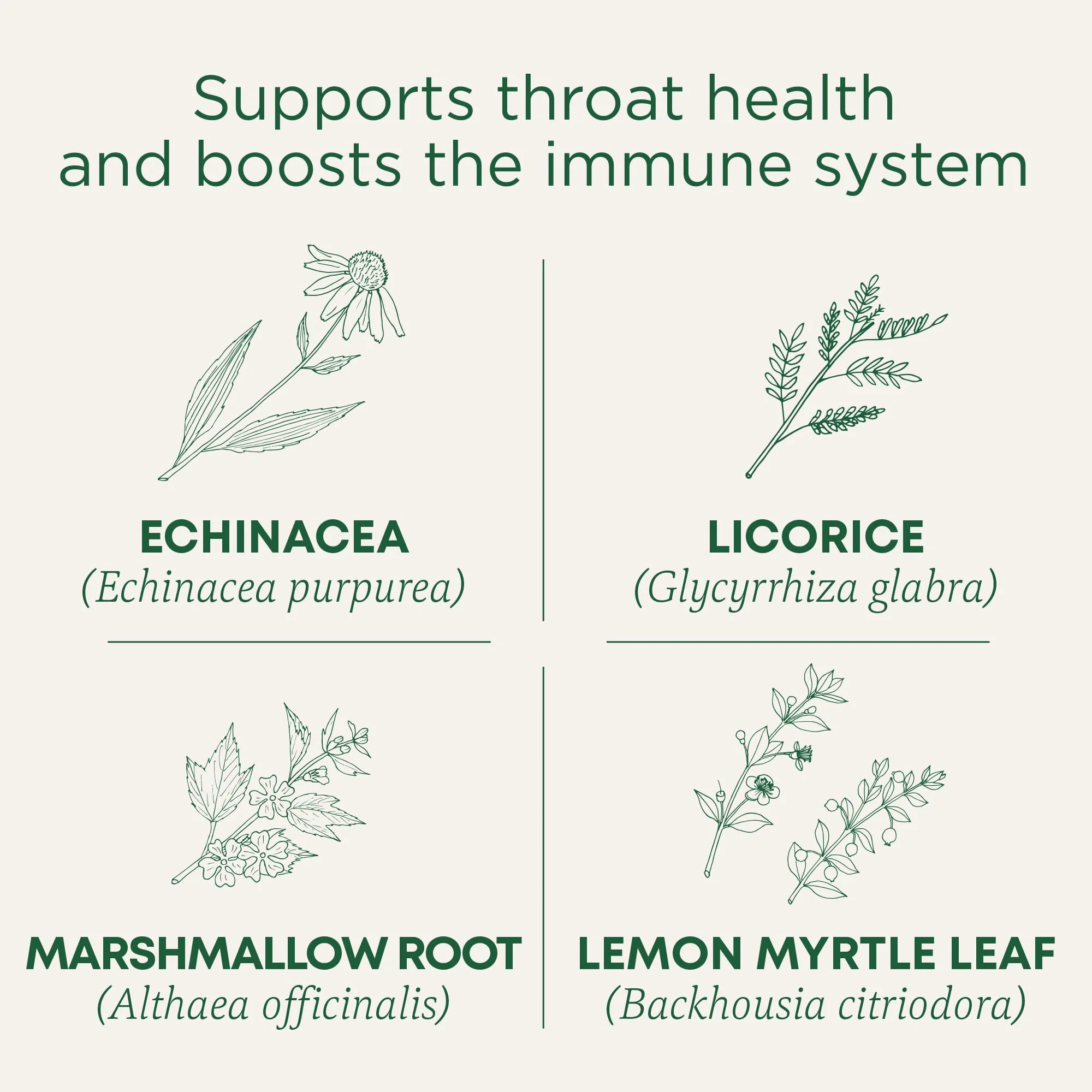 Traditional Medicinals Tea, Organic Throat Coat Lemon Echinacea, Supports Throat Health & Immune Fuction, 16 Tea Bags - Image 8