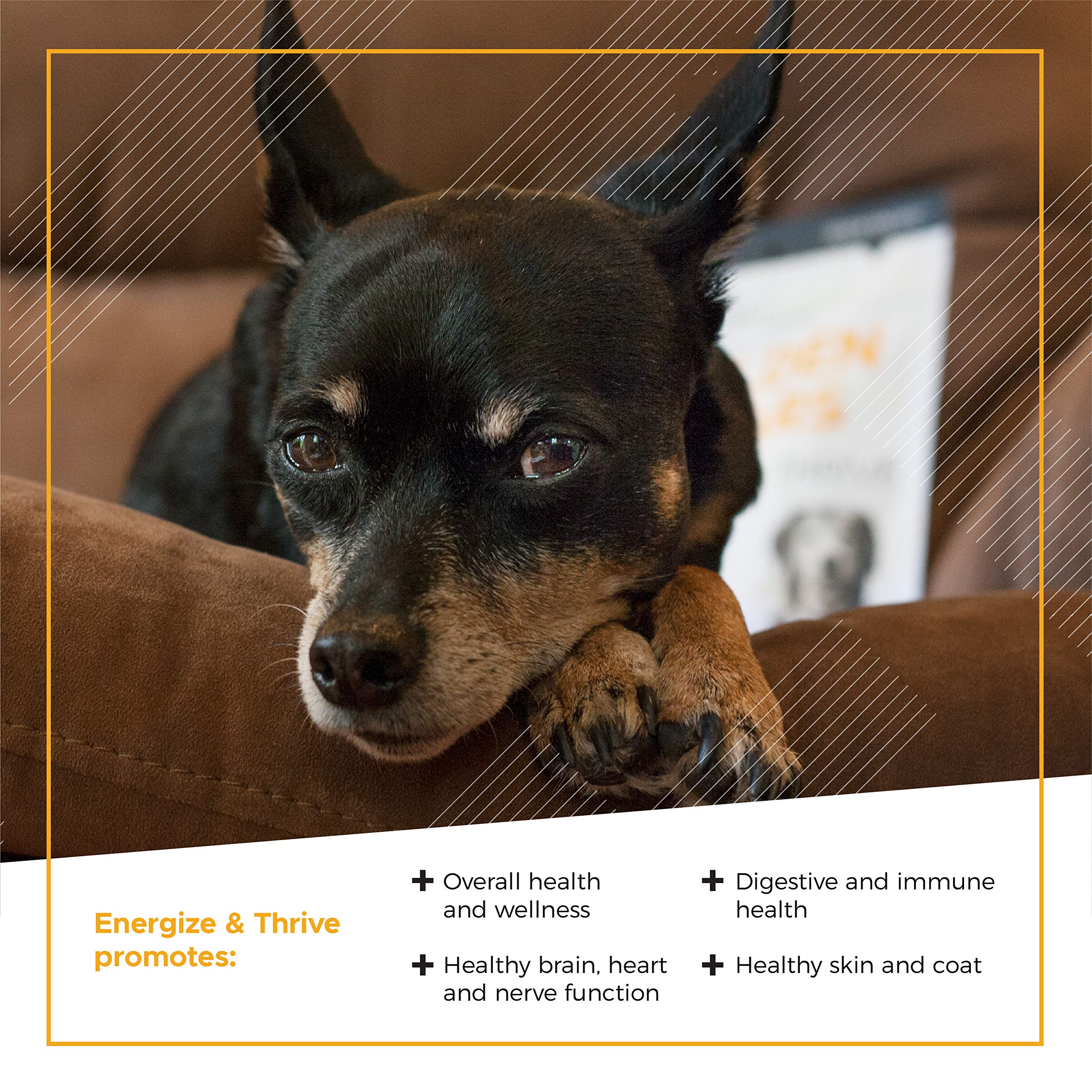 VetriScience Extra Strength Senior 27+ Active Health Chews, Golden Years Daily Multivitamin for Senior Dogs, Balanced Vitamins, Minerals, and Omega-3s, Aging and Wellness Support, Chicken, 60 Count - Image 5
