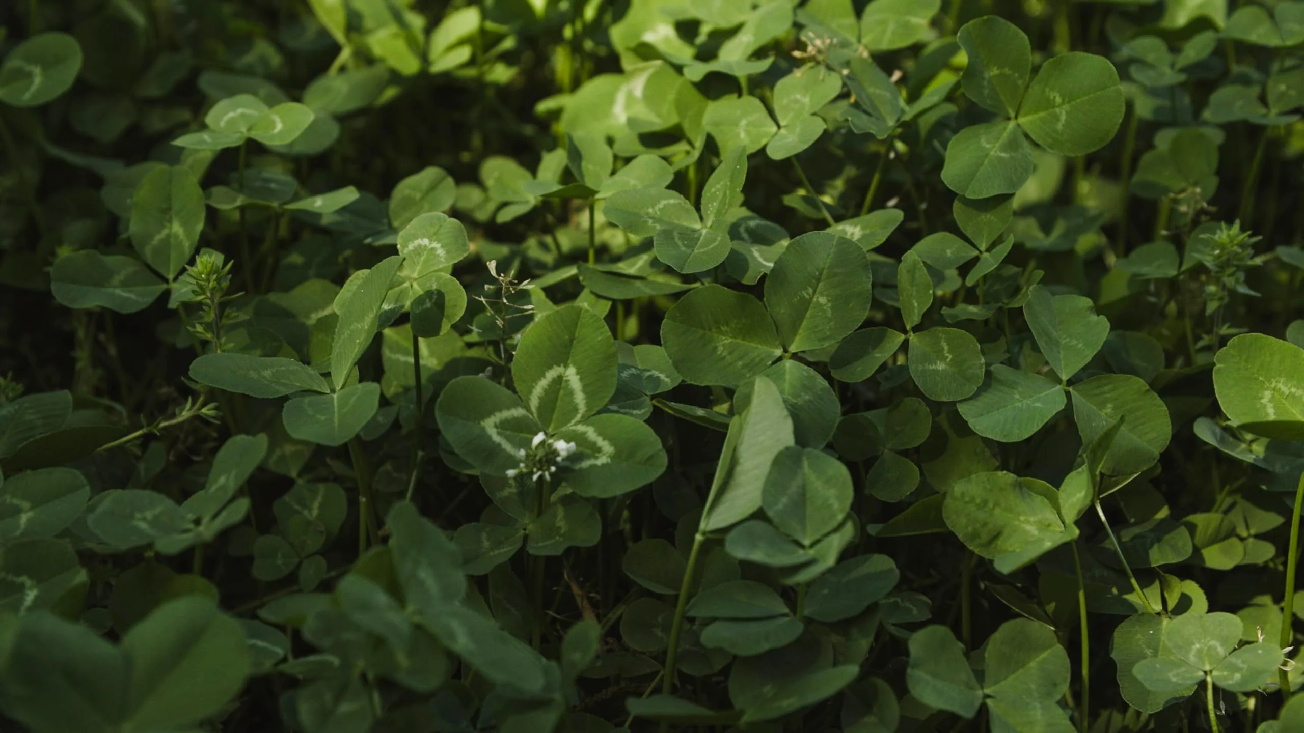 Whitetail Institute Imperial Clover Food Plot Seed (Spring and Fall Planting), 4-Pound (1/2 Acre) - Image 7