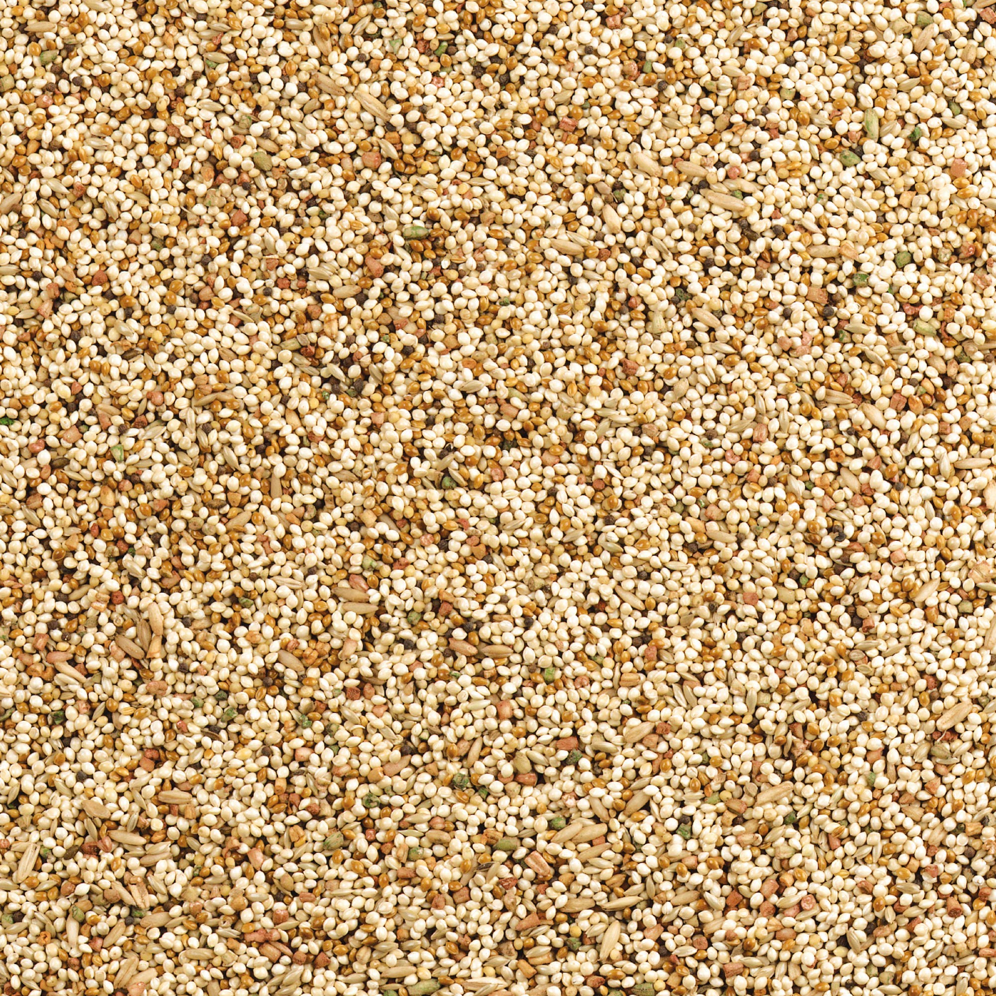 Wild Harvest Daily Blend Nutrition Diet for Parakeet, Canary and Finch 10 Pounds, Orange flavour - Image 4